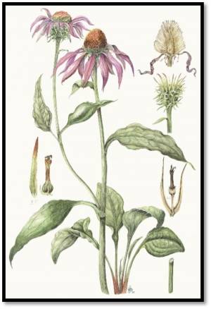 Echinacea