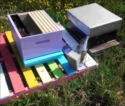 New hive and swarm colony