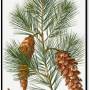 white_pine_-_pinus_strombus.jpg