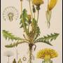 dandelion_-taraxacum_officinale.jpg