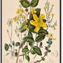 st_john_s_wort_-_hypericum_perforatum.jpg