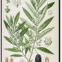 olive_-_olea_europaea.jpg