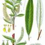 white_willow_botanical_drawing.jpg