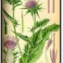 milk_thistle_-_silybum_marianum.jpg