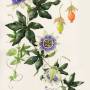 passiflora_incarnata--botanical-illustration-botanical-drawings.jpg