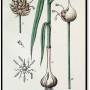 garlic_-_allium_sativum.jpg