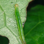 kawakawa_lopper_moth_caterpillar.png