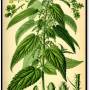 nettle_-_urtica_dioica.jpg