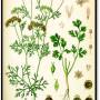 coriander_-_coriandrum_sativum.jpg