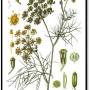 fennel_-_foeniculum_vulgare.jpg