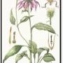 echinacea_-_echinacea_purpurea.jpg