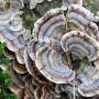 turkey-tail-mushrooms-on-log.jpg