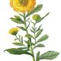 calendula-3.jpg